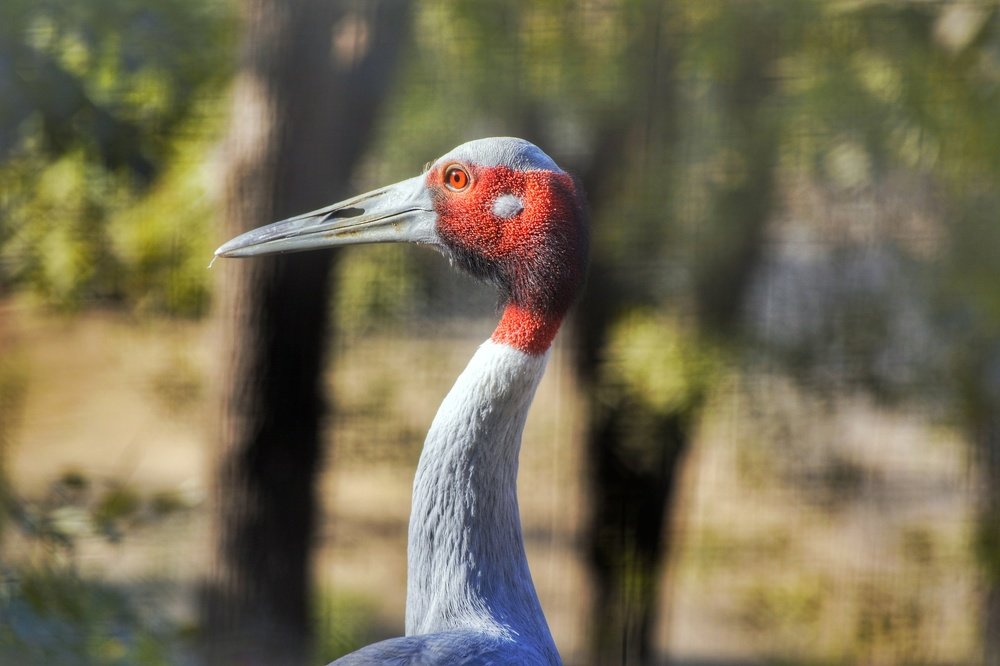Sarus Crane's royalty