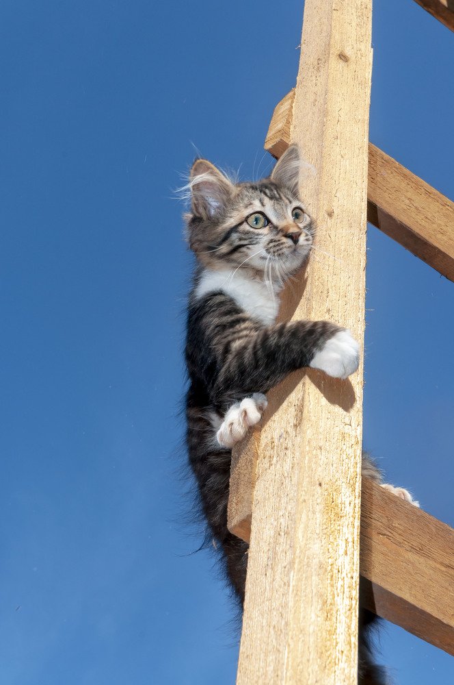 Высоко сижу, далеко гляжу