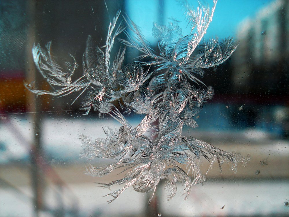 Зимний цветок