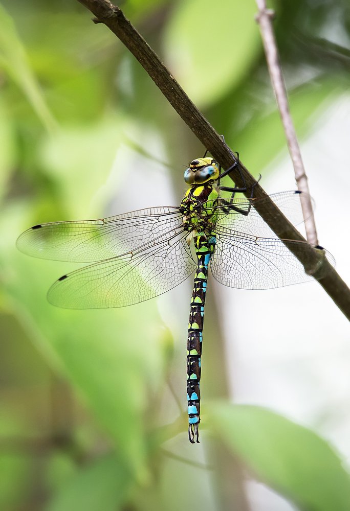 Стрекоза на веточке дерева