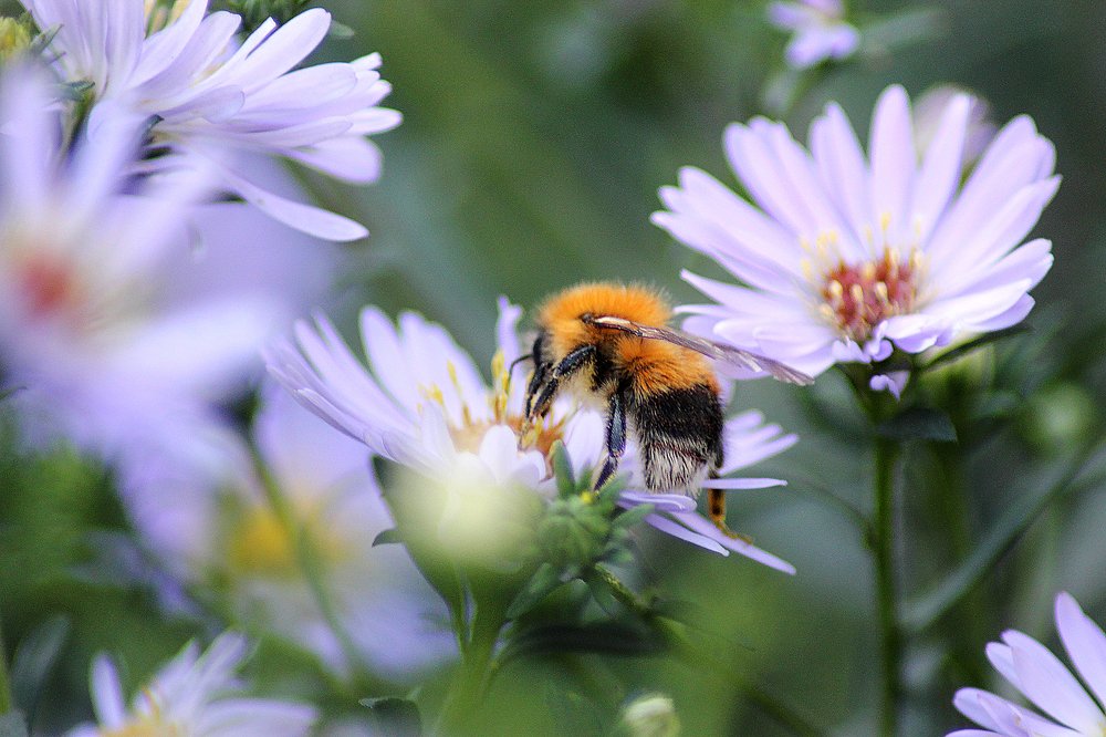 Photograph by Надежда Тарасенко
