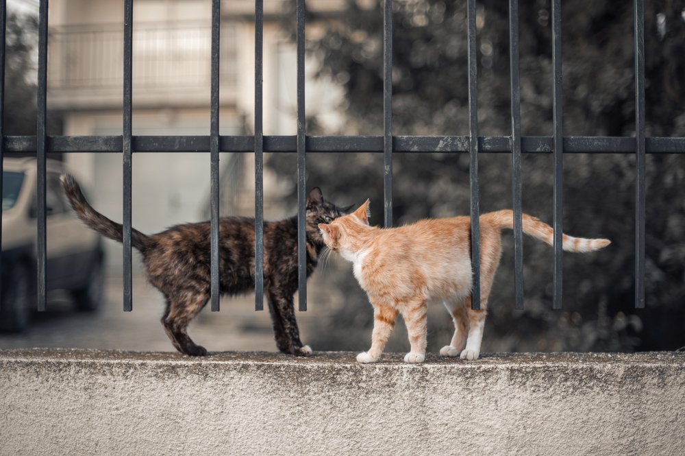 Любовь на веки