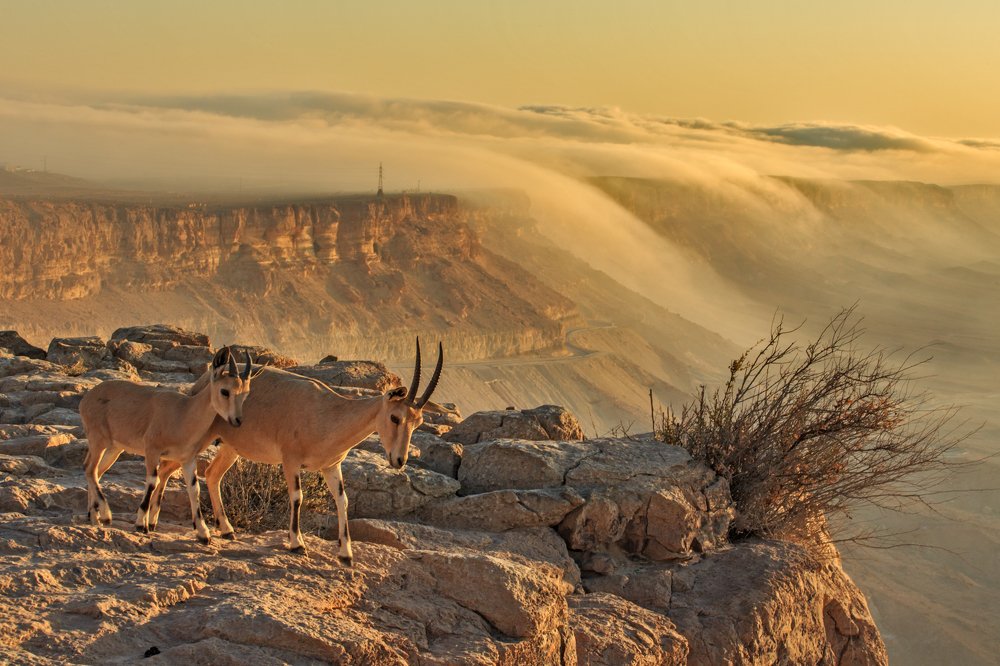 Sunrise at Ramon Crater, Israel