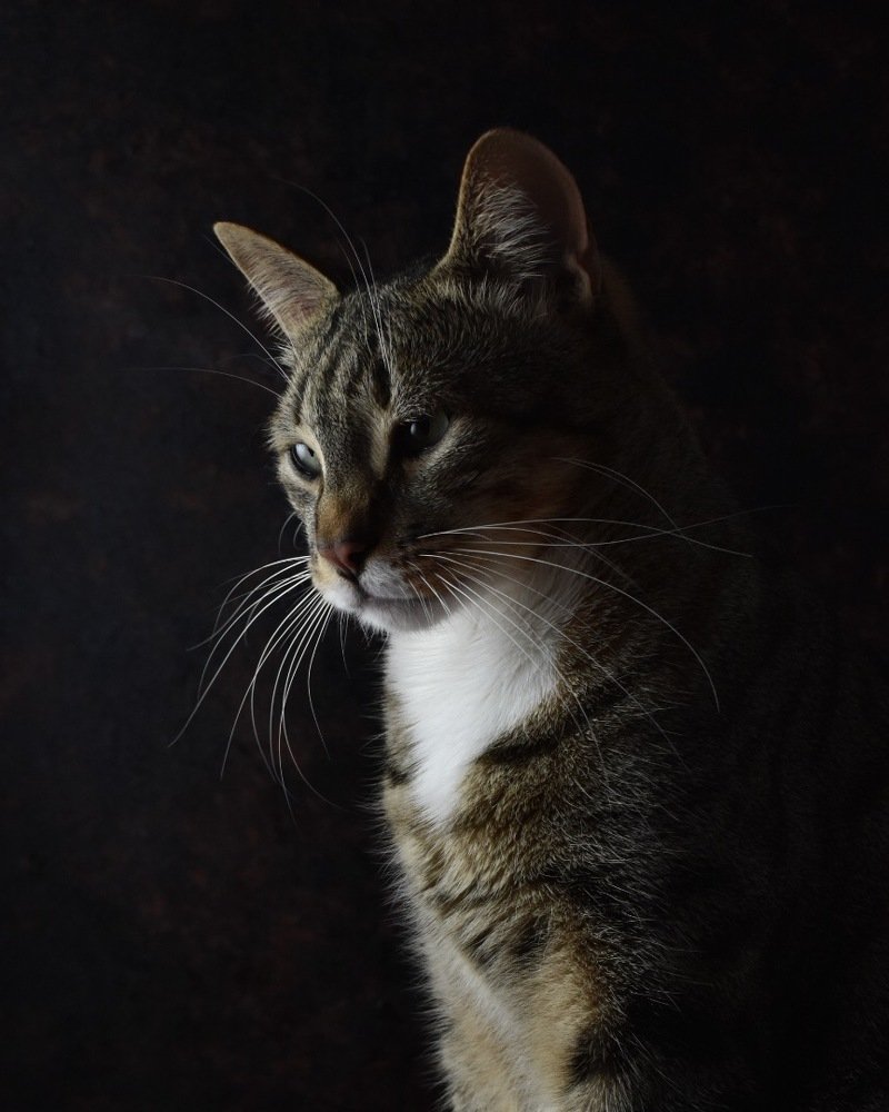 Portrait of a cat
