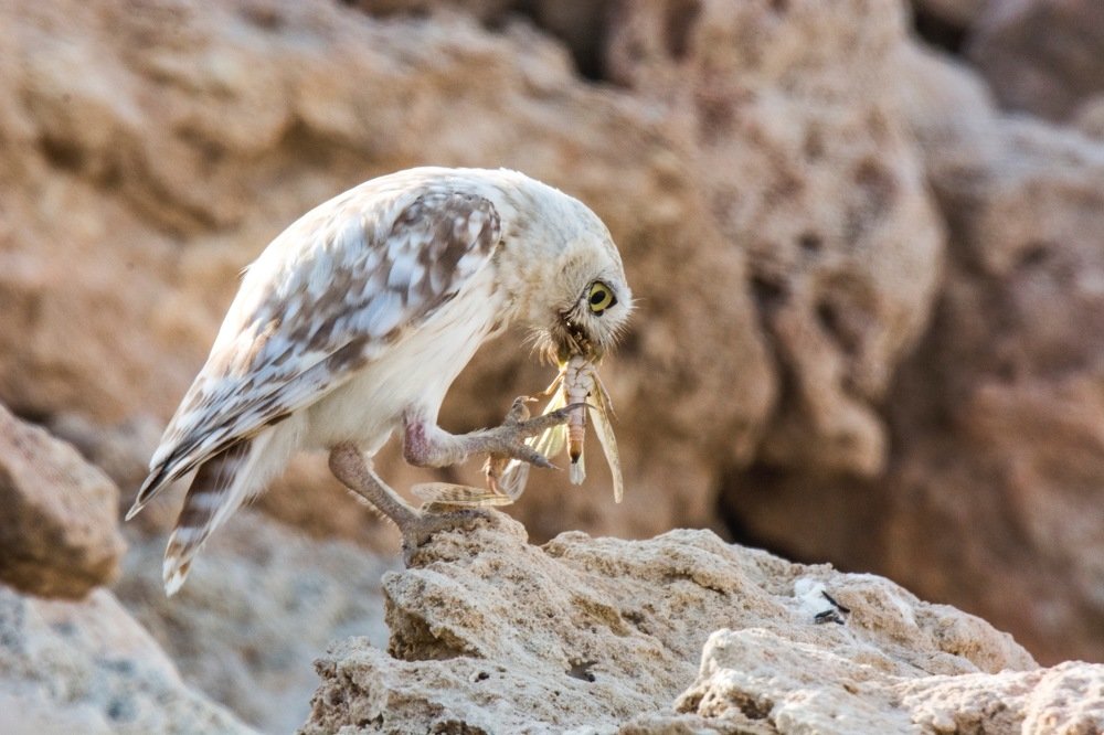 Owl eating