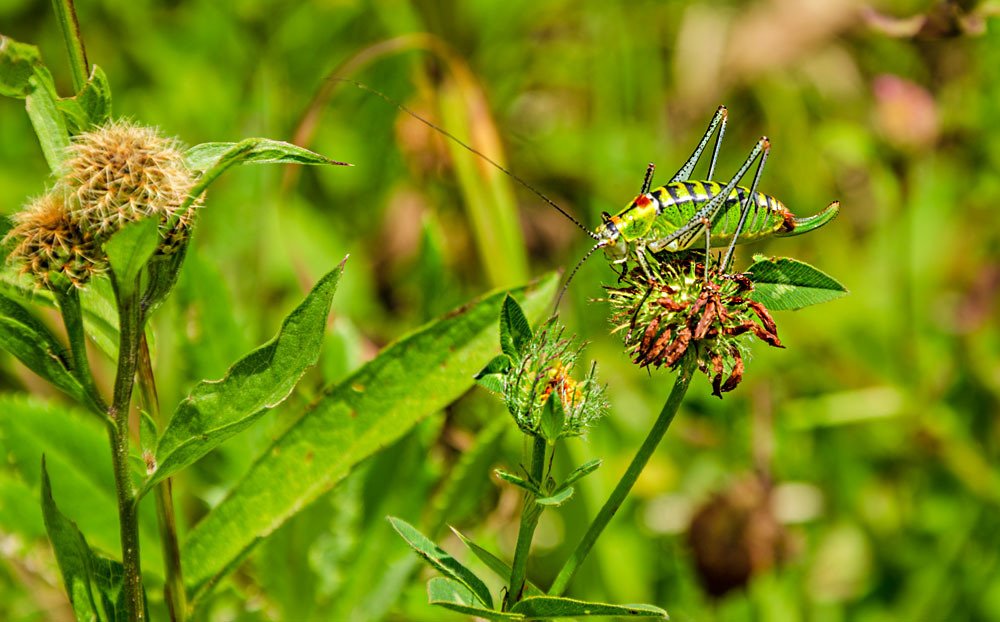 Живот в тревите