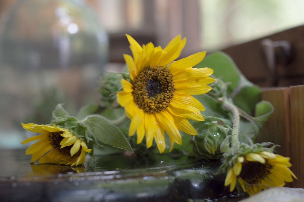 Фотография автора Лариса Аксёнова