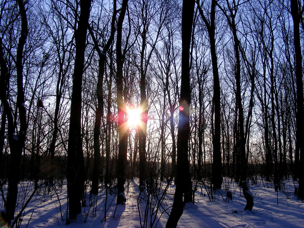 Зимнее утро