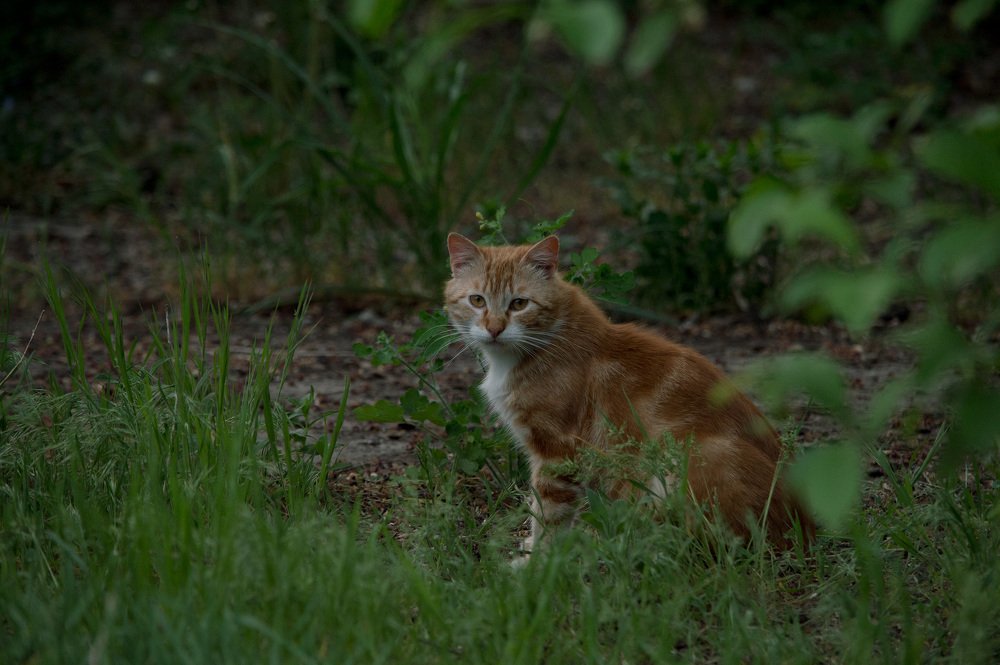 Фотография автора Лариса Аксёнова