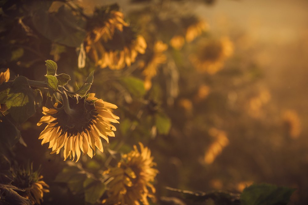 солнечнее солнечного