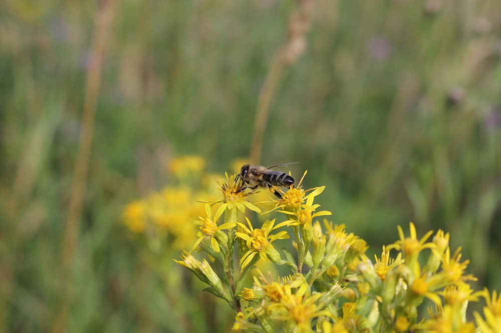 Фотография автора Анатолий Борисов