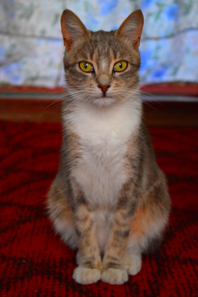 Пристальный взгляд