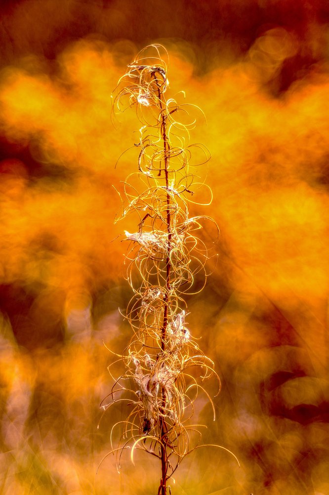 Золотой цветок