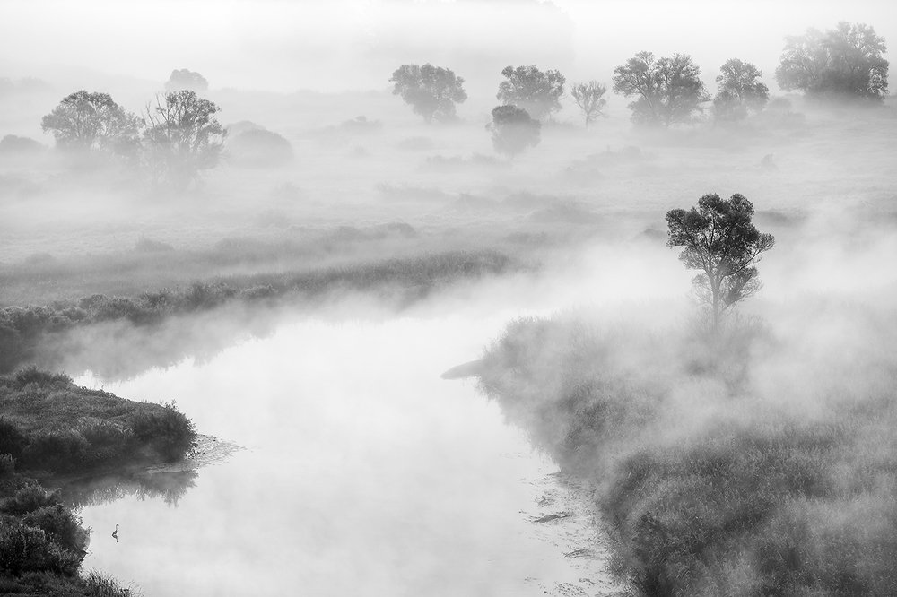 Одинокая цапля...