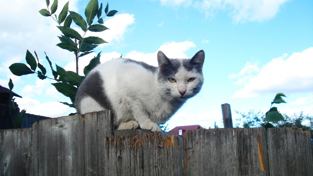 кот на заборе