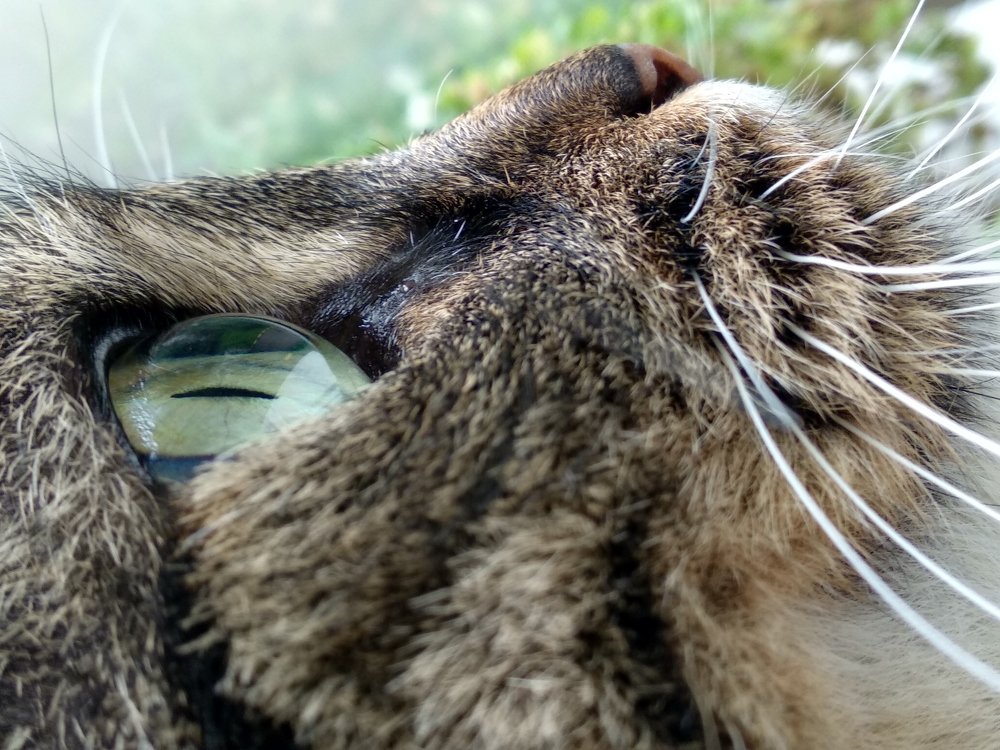 Красота в глазах смотрящего кота.