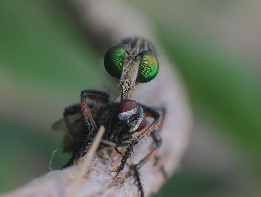 Robber fly with a Kill.