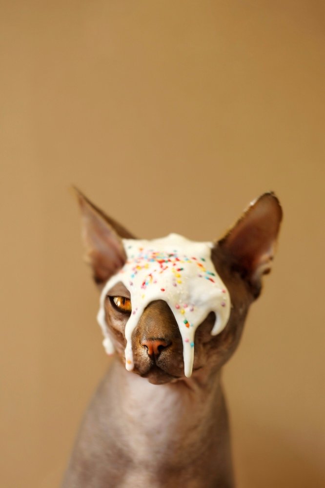 Пасхальный кот