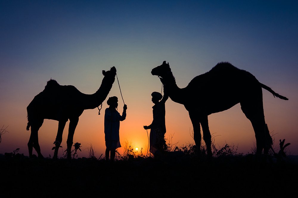 Silhouette Camels