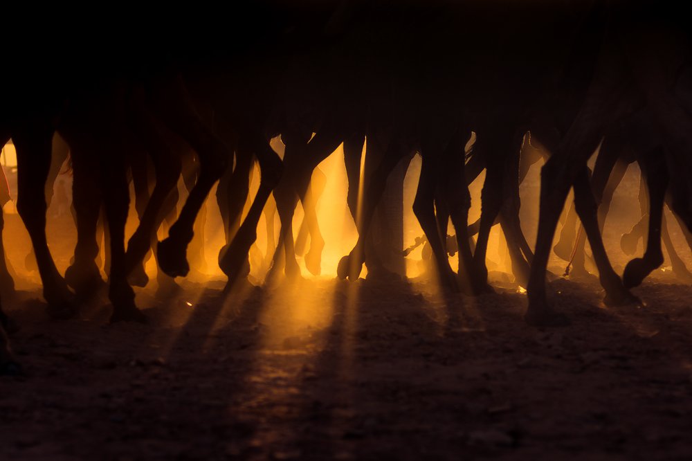 Mischieves Golden Light Shadow