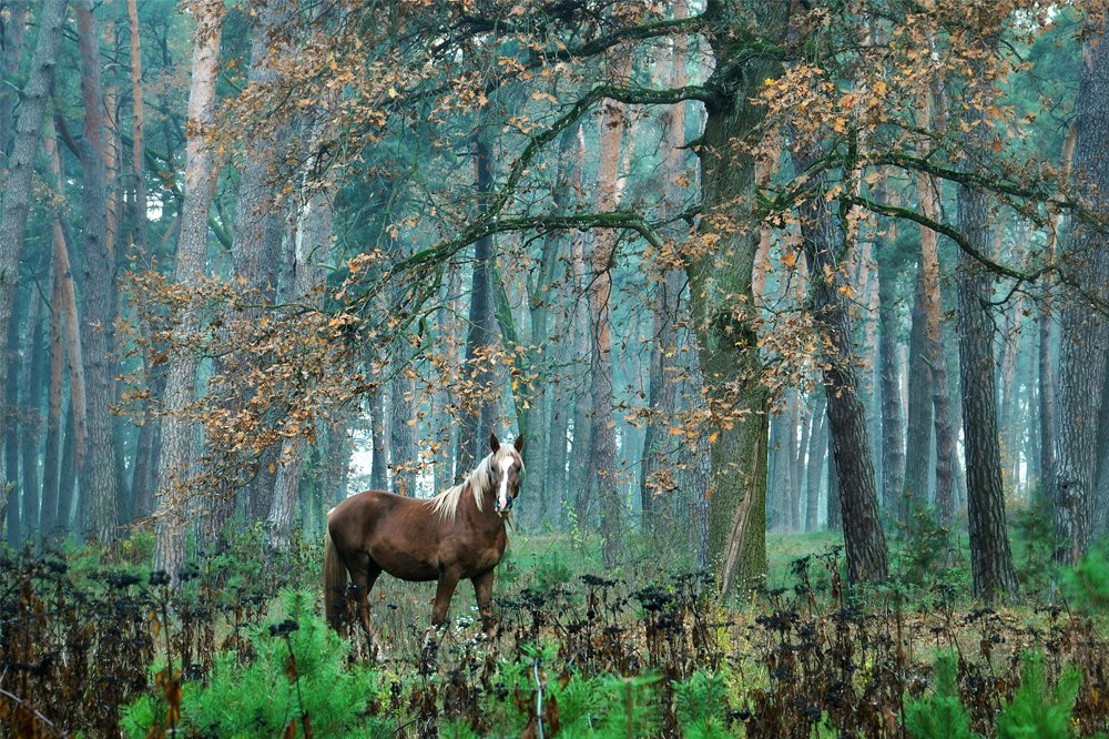 Лес и конь