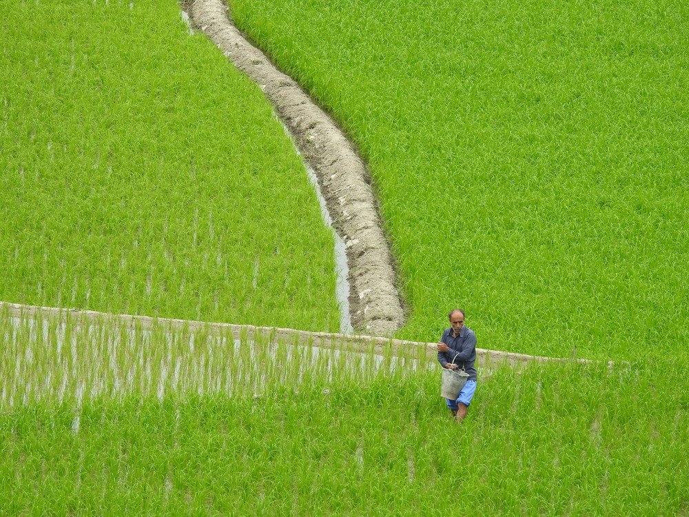 rice field