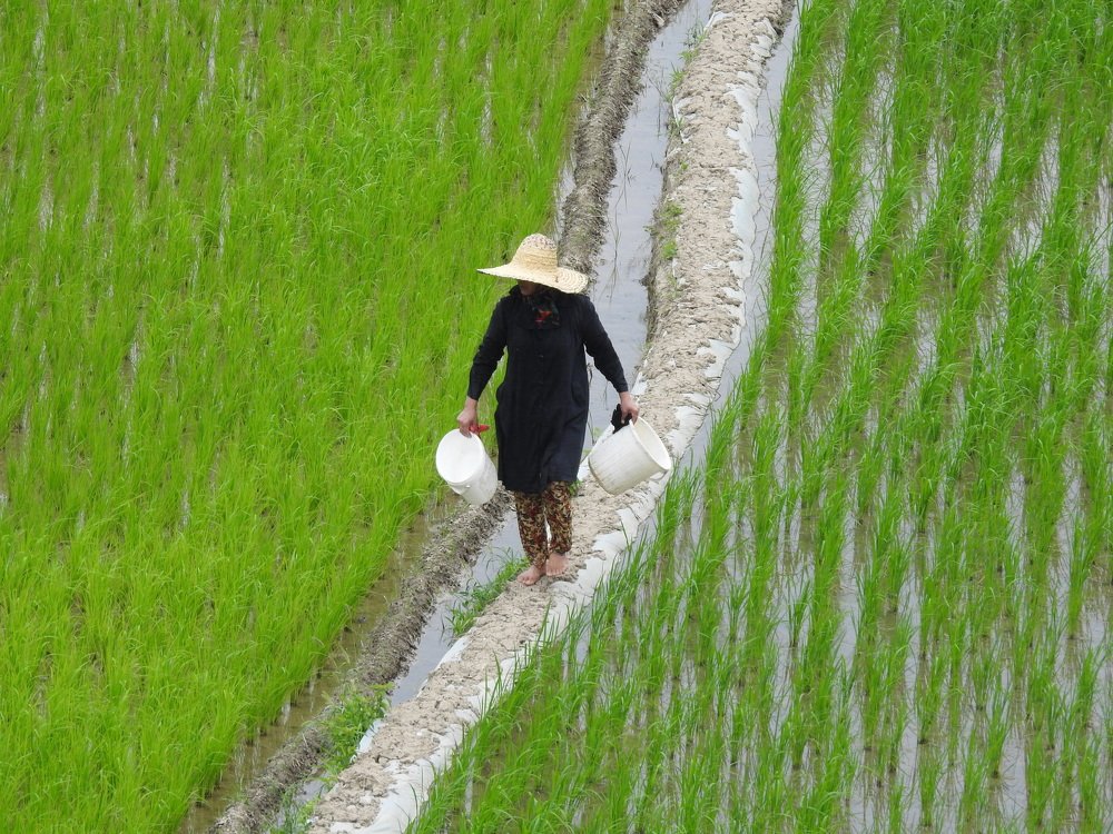 rice field