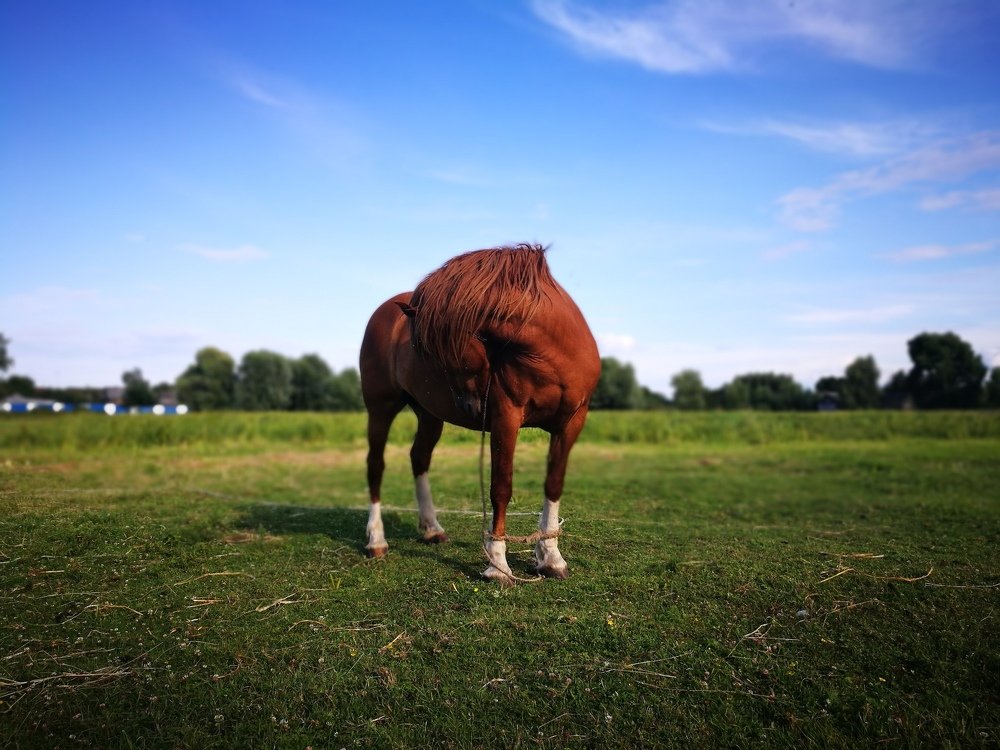 Полесская пастораль / Palesie