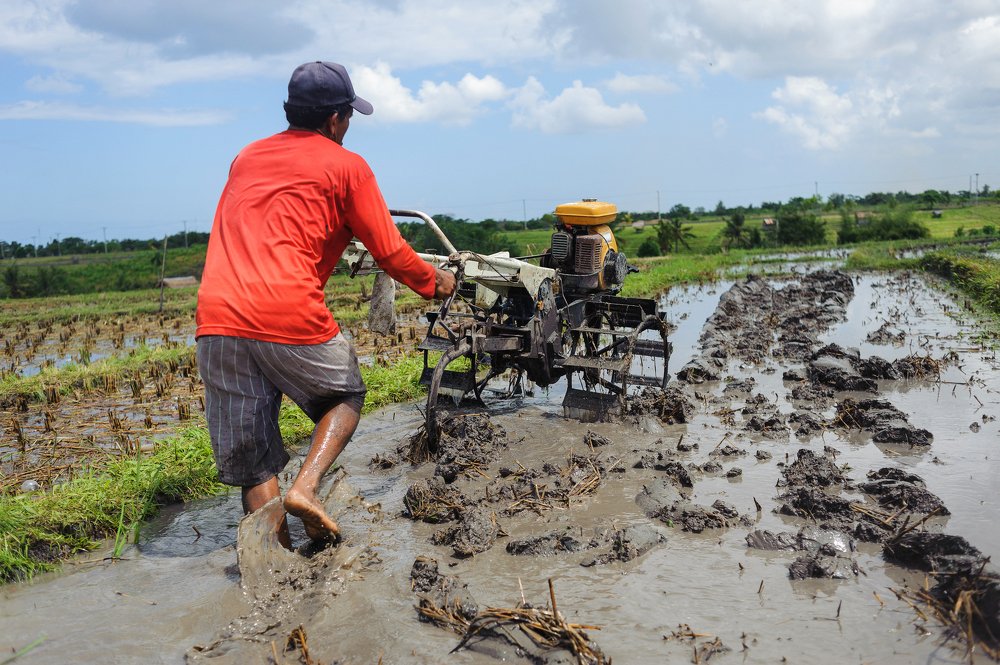 Рисовые поля на Бали