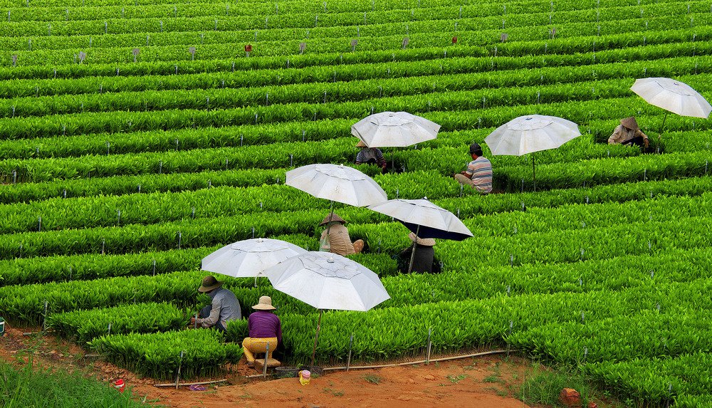 VƯỜN ƯƠM CÂY GIỐNG