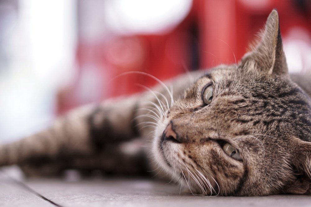 Photograph by Mohd Arrazi Rosdi