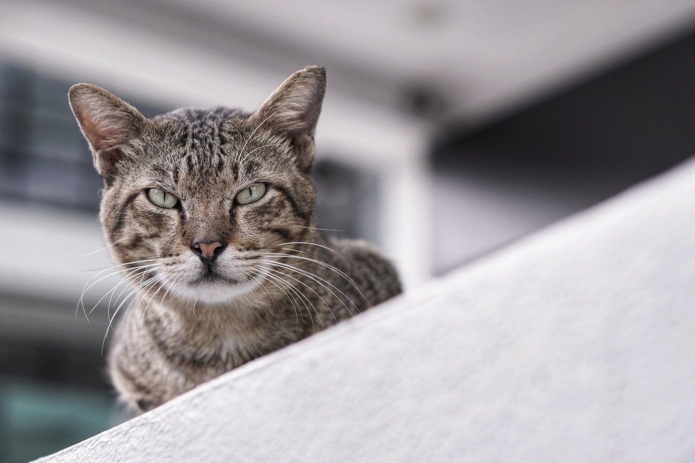 Photograph by Mohd Arrazi Rosdi