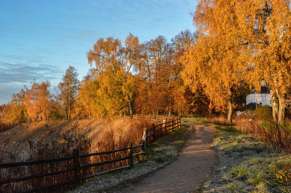 Желтая осень