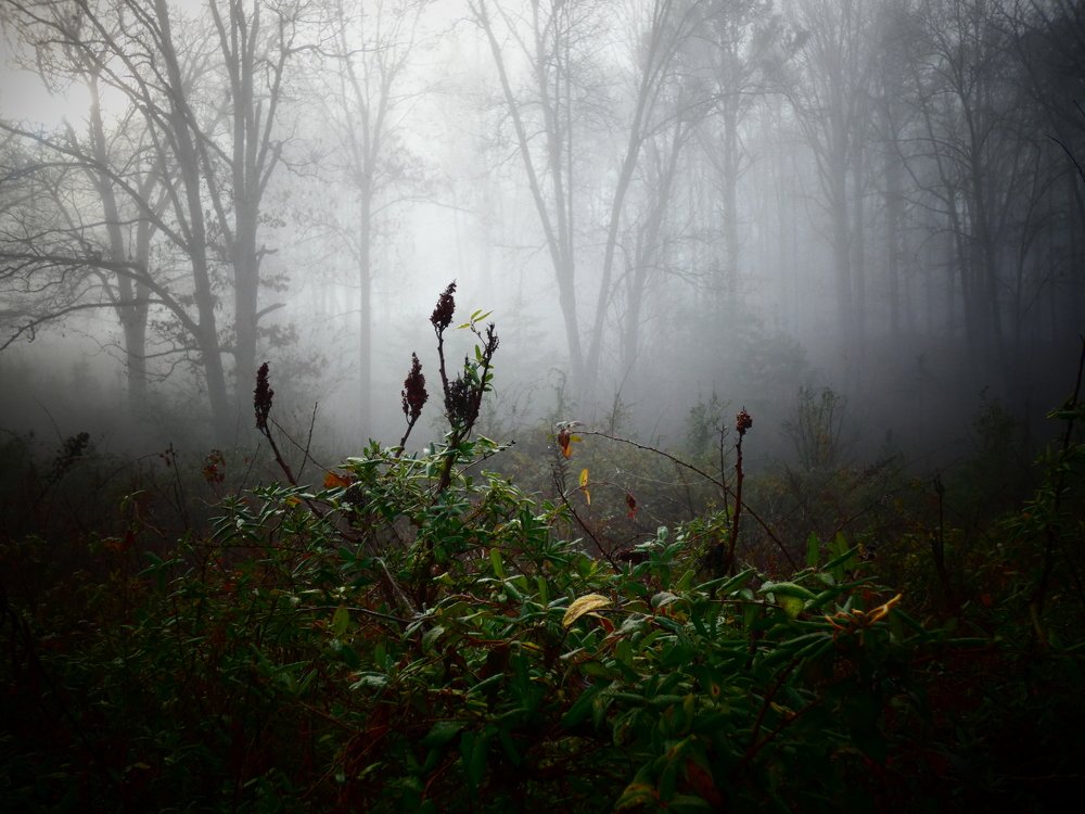 Тихая ночь.