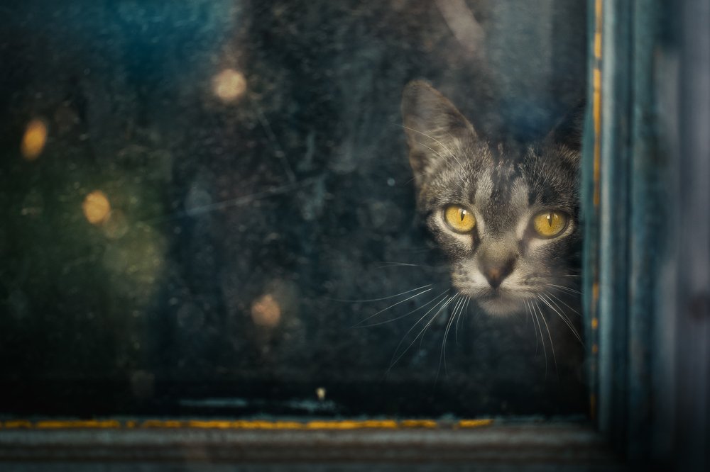 Кошка-ноябрь