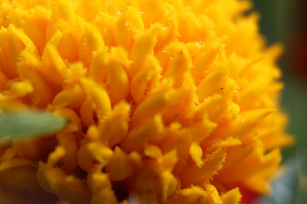 сердце цветка