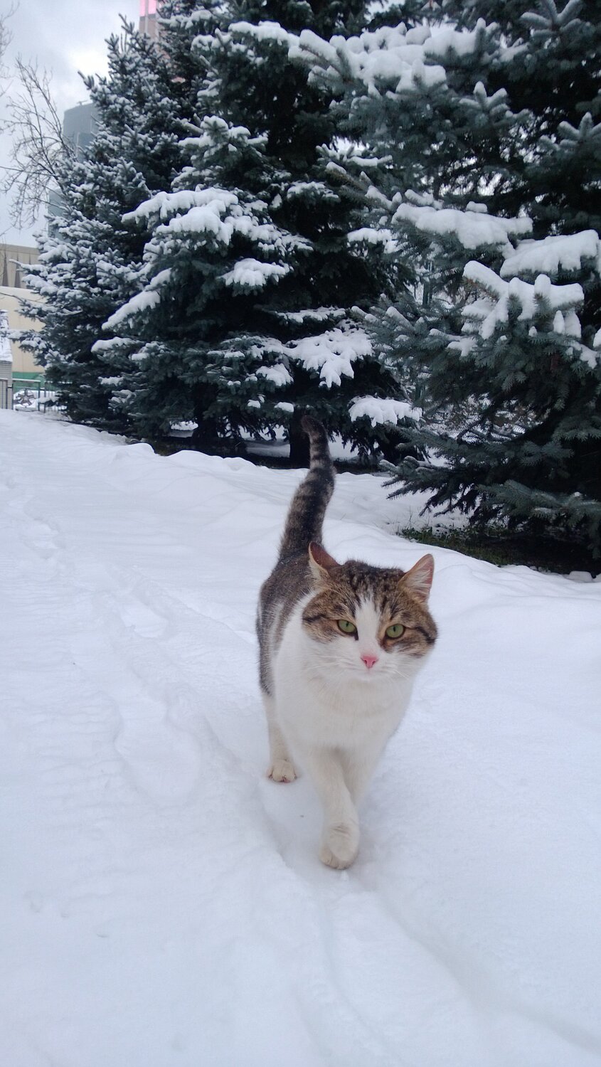 Кошка на зимней тропе