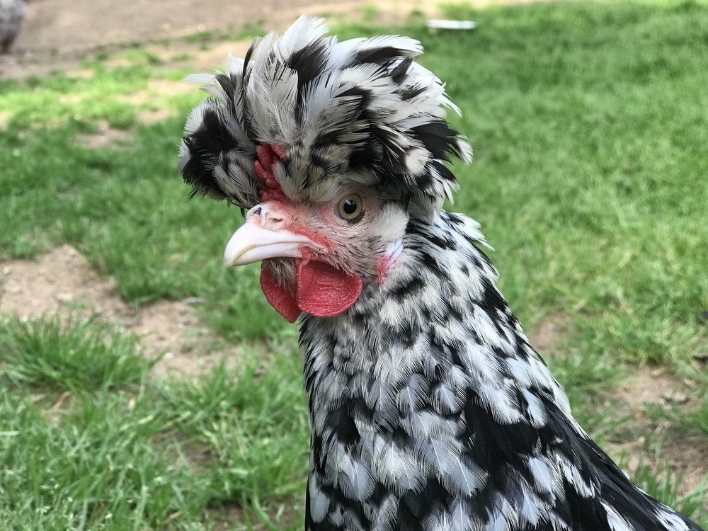 Сказочная птица