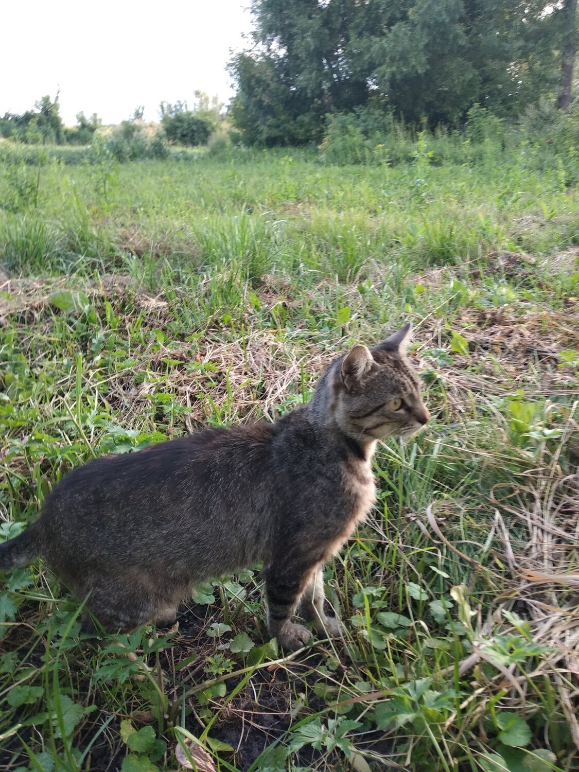 Хищник
