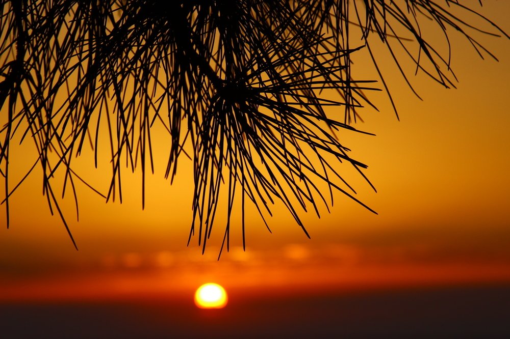 Солнце на игле