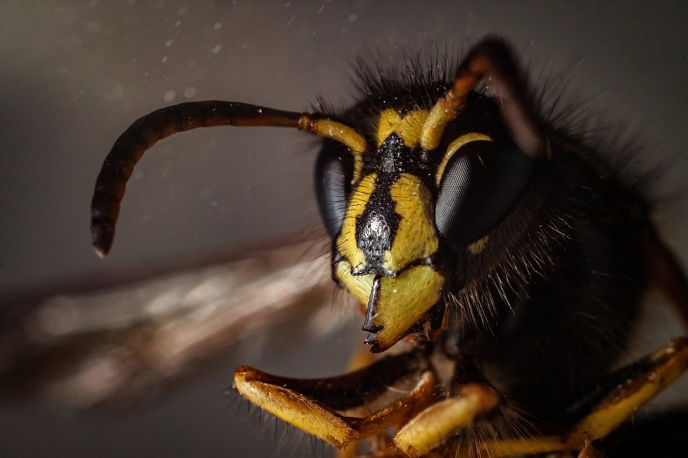 Photograph by Мария Бузыцкая