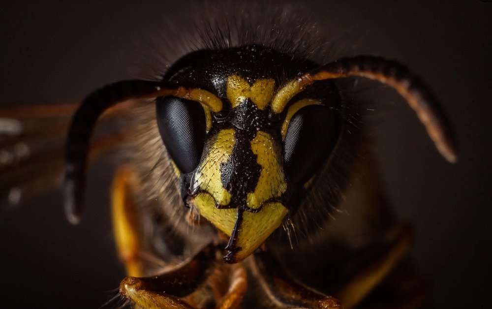 Photograph by Мария Бузыцкая