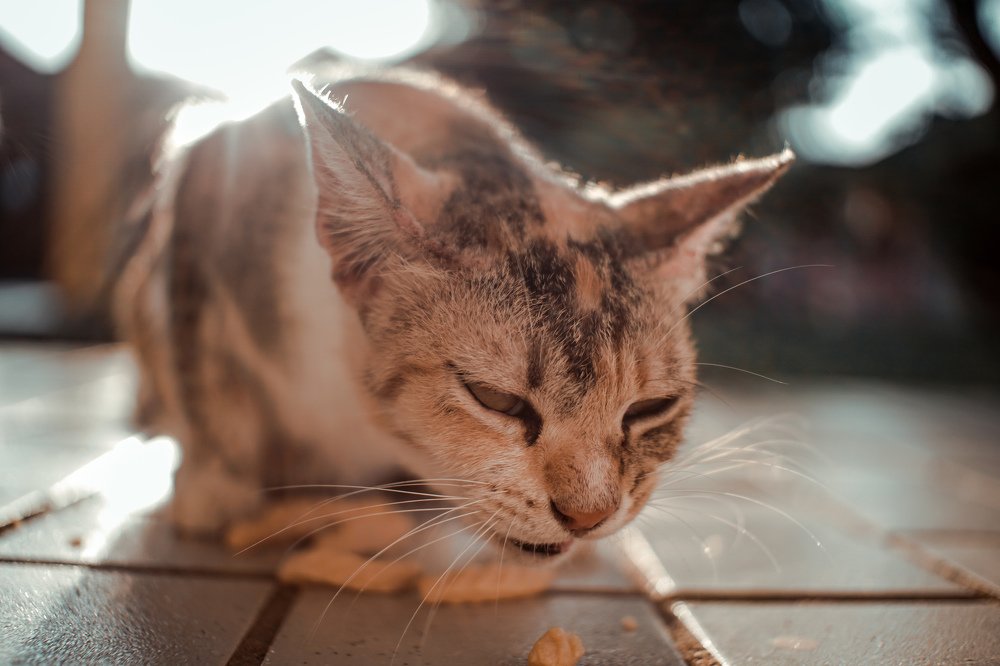Cat eating snack