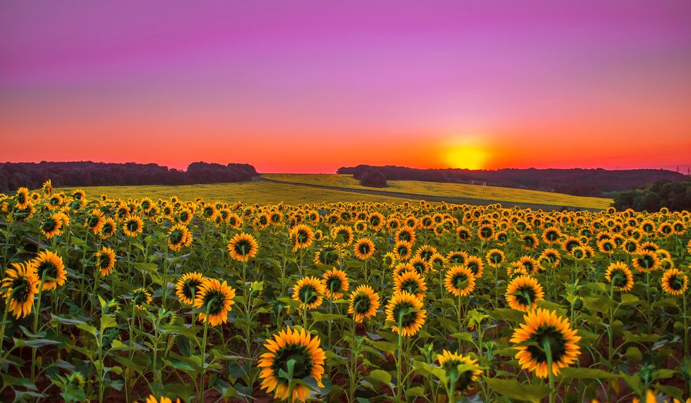 Sunflowers