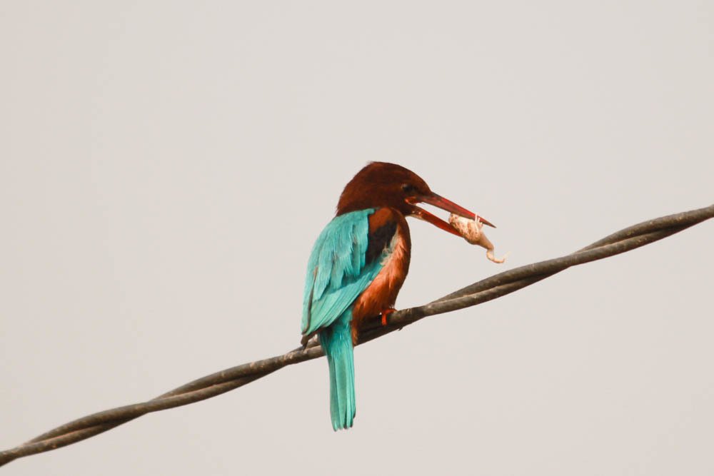 Kingfisher