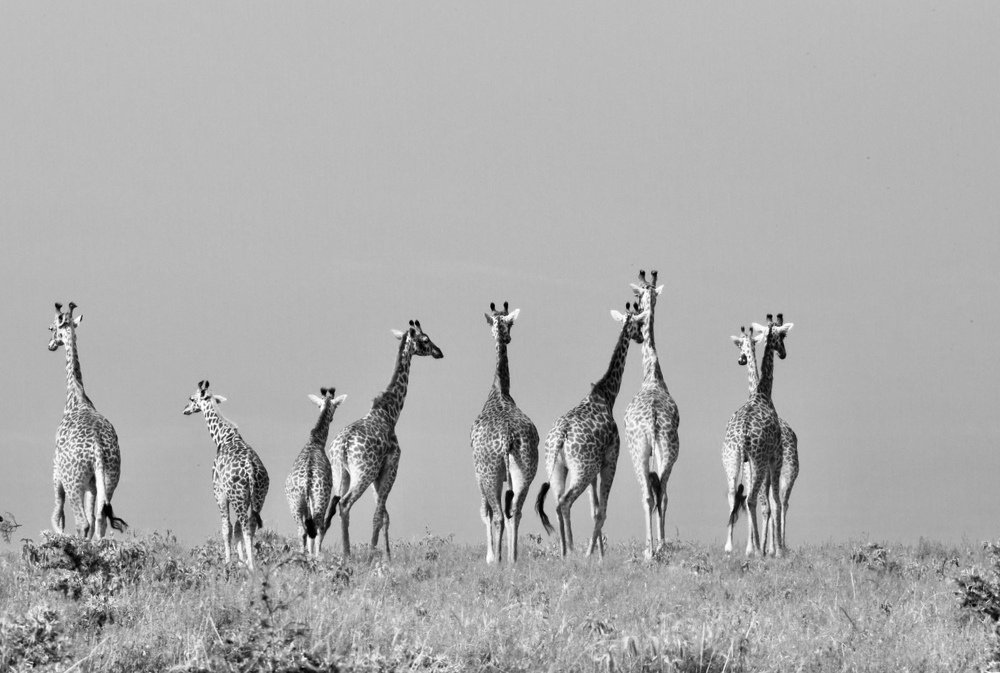 Giraffe in free wild life