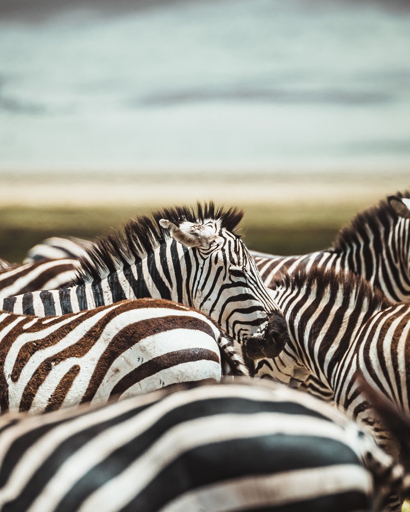 Zebras