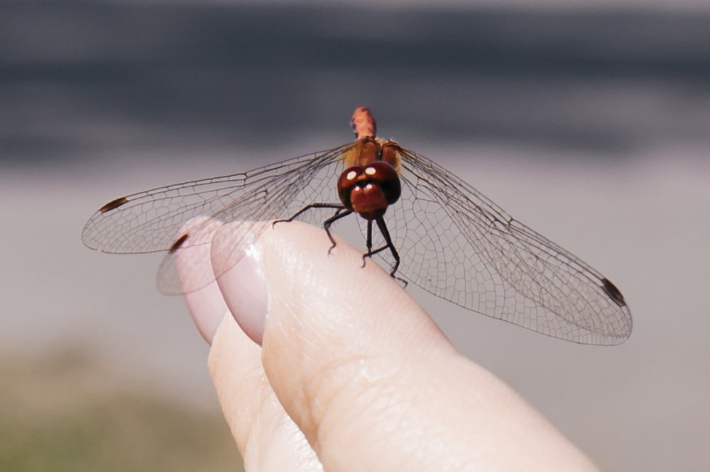 Живой вертолет