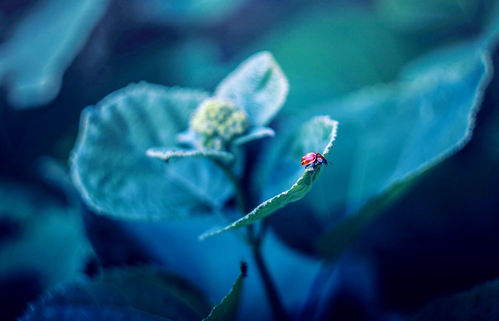 Photograph by Юлия Соловьёва