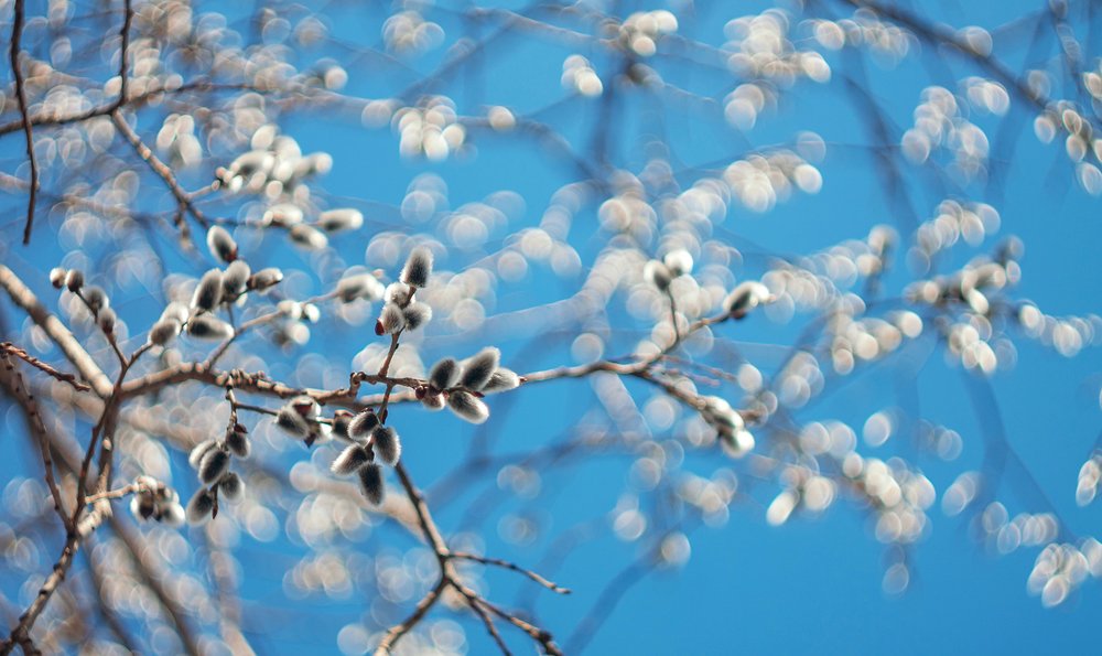 Хрустальная весна...